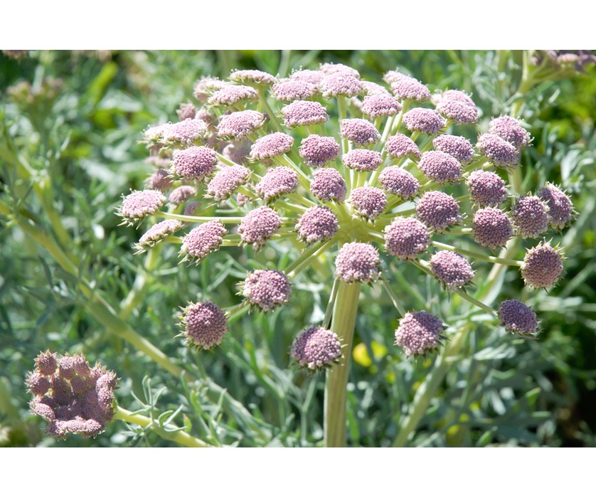 Moon Carrot